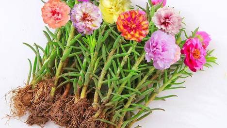 太阳花又叫什么花