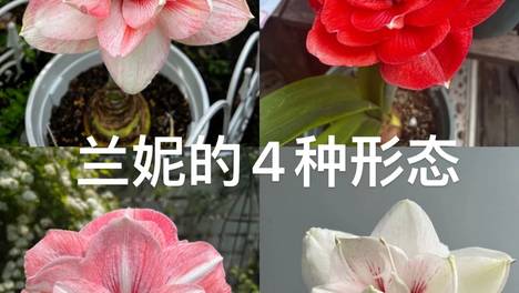 【捡漏 朱顶红花后球清仓】5公分大球