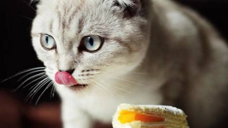 你家猫疯狂抢蛋糕，其实根本尝不出甜味