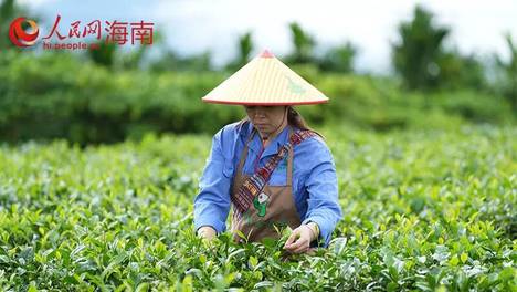一甲子茶香：老字号的守正与突围