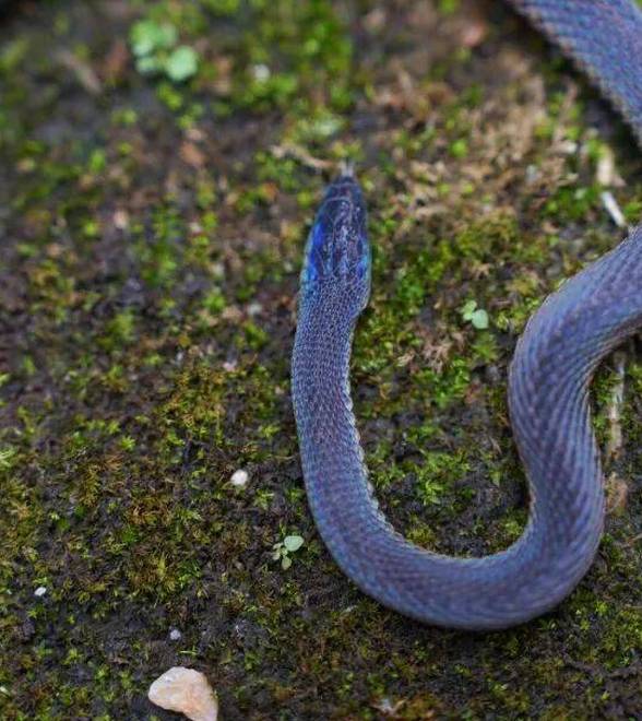 江西生物名片再现井冈山