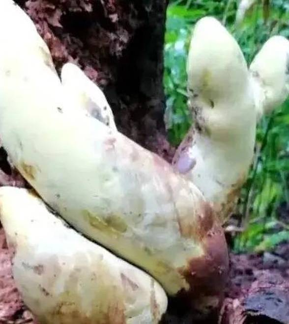 云南发现新物种霸王滇菌，是蘑菇里的"巨无霸"