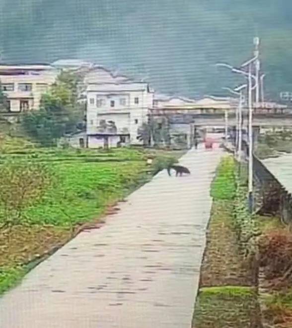 重庆巫溪官方回应“网传老人被黑熊咬伤”