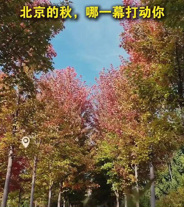 秋风、红叶、“小猫”……北京的秋，哪一幕最打动你？