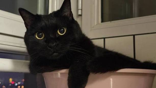 养黑猫的痛谁懂？猫咪从监控里消失，把主人吓出一身冷汗