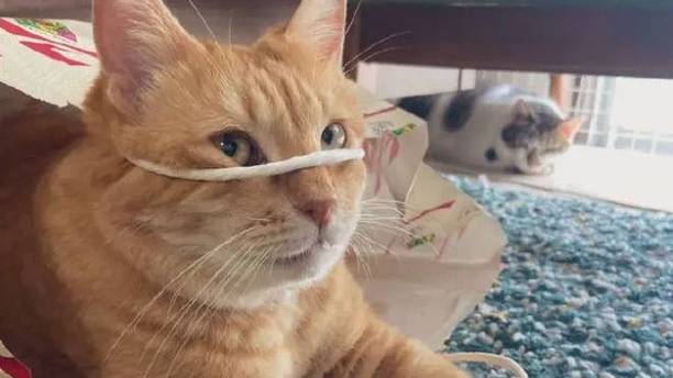 猫咪消失的第N分钟：循着声音找过去，它已经把自己打包好了！