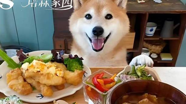 宠物到底能不能吃盐？科学解锁猫狗食盐的正确打开方式
