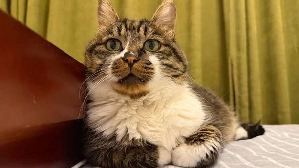 昂贵角蛙神秘失踪，猫咪成首要怀疑对象，最后发现：小丑竟是自己