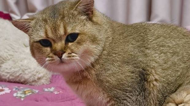 猫咪的习惯有多奇葩？吃饭前必须穿睡衣，只喝“有疙瘩”的奶！