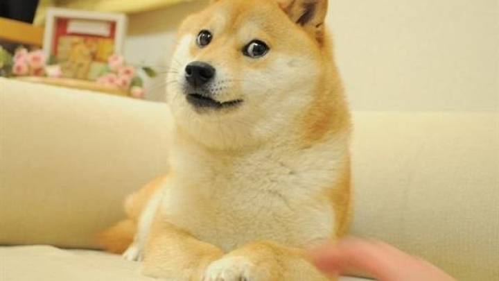 你用过doge表情包吗？