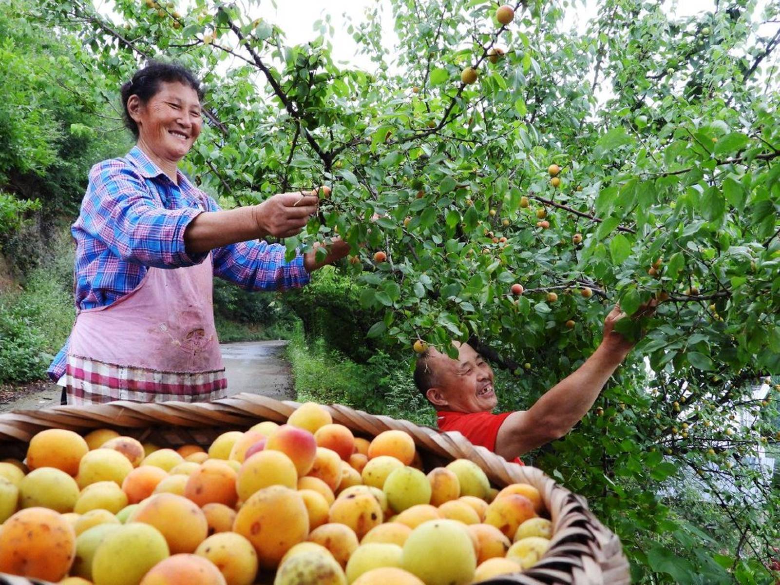 四川达州:乌梅迎丰收 农民采收致富"金果果"