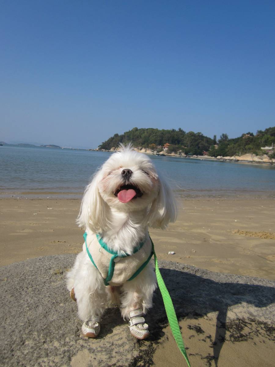 程潇晒海边美照秒变明媚少女！隔空吻宠物狗超有爱