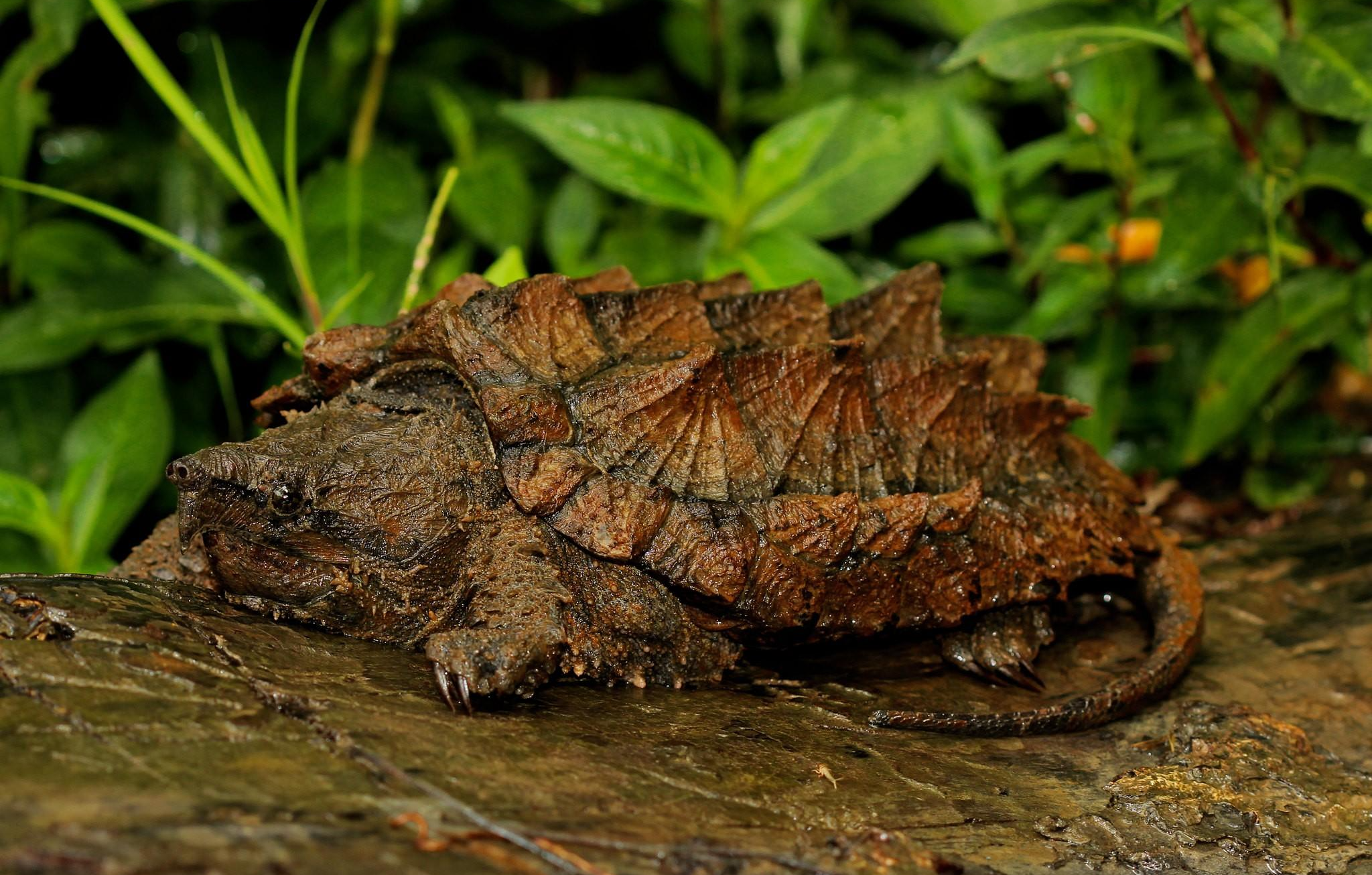 不,鳄龟就是很不好惹的大佬_大鳄_动物_千年
