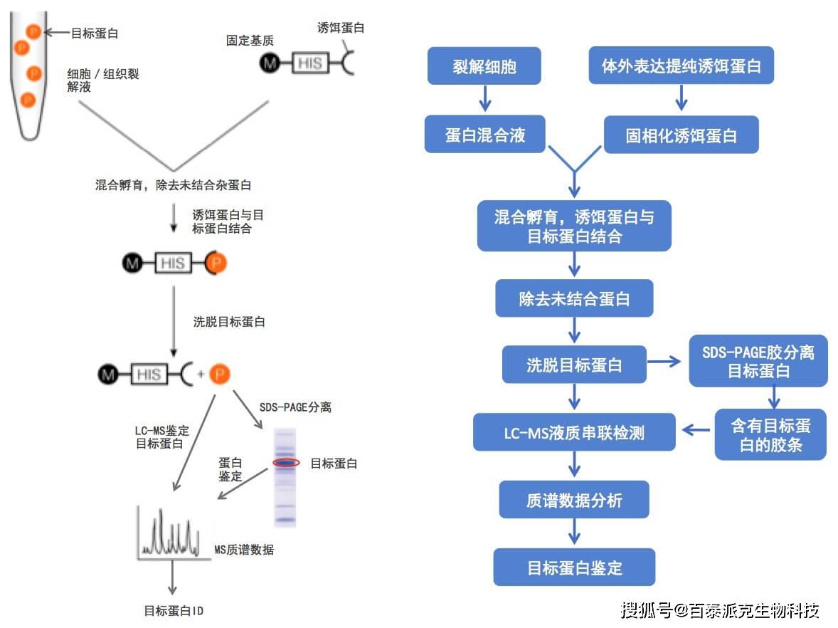 co-ip和pull down比較解析蛋白結構_方法_相互作用_鑑定