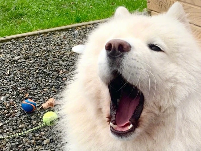 普安特兽药科普:给狗狗喂药有什么技巧_张开嘴_药片_药物