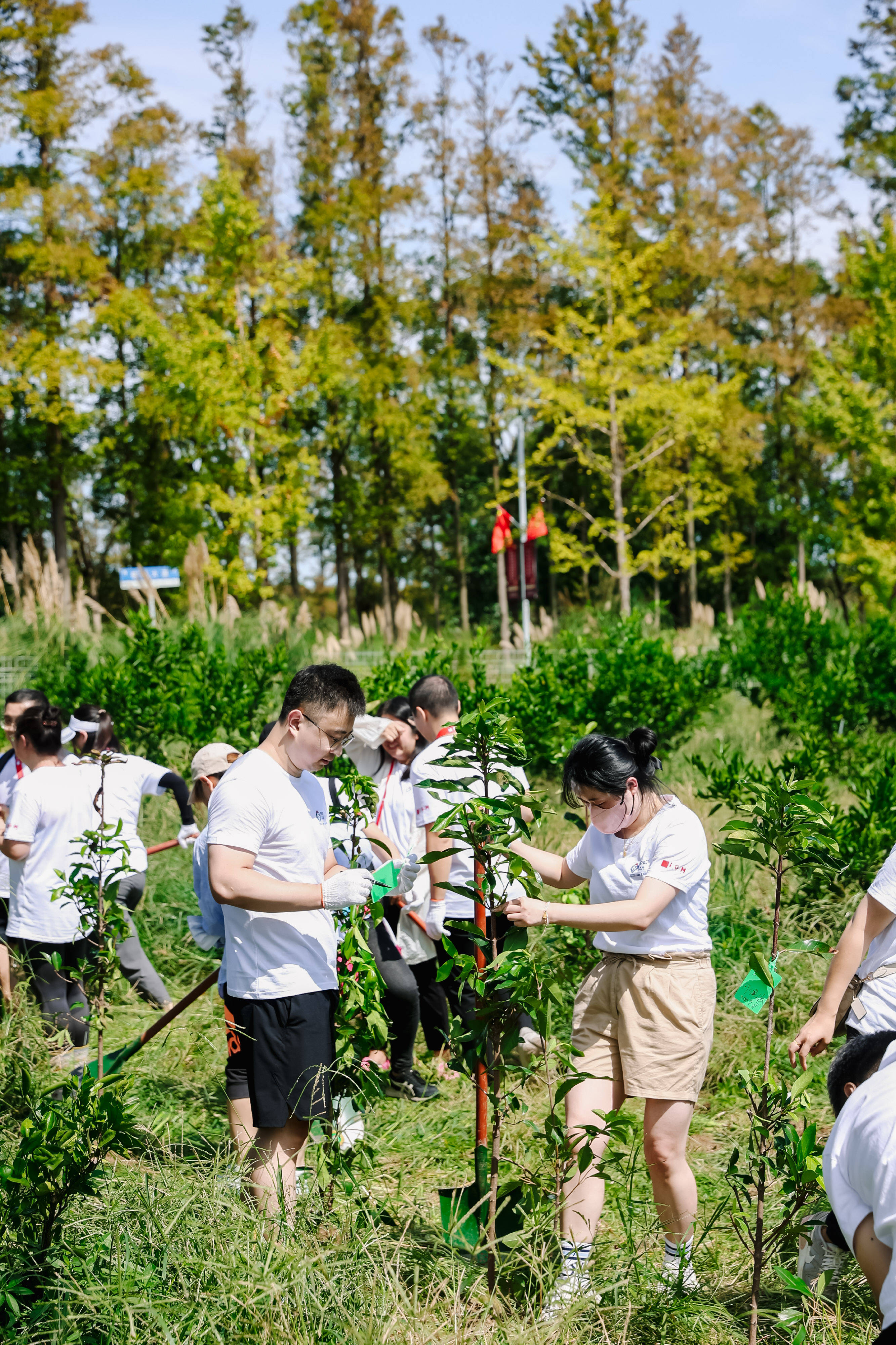 长兴岛郊野公园植树图片