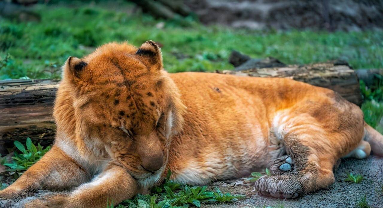 獅和虎在動物園裡搗鼓出了獅虎獸或虎獅獸,它們又能生育出獅獅虎獸或