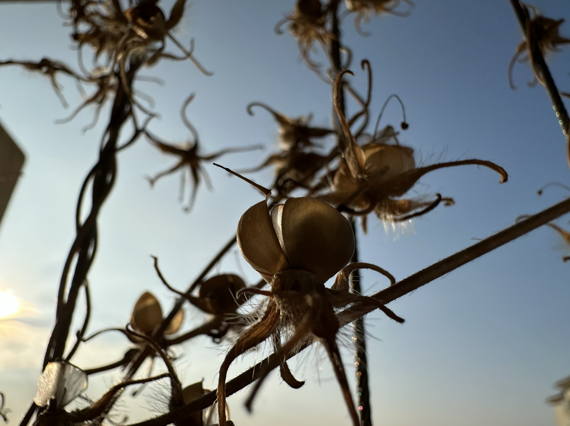 牵牛花枯萎图片图片