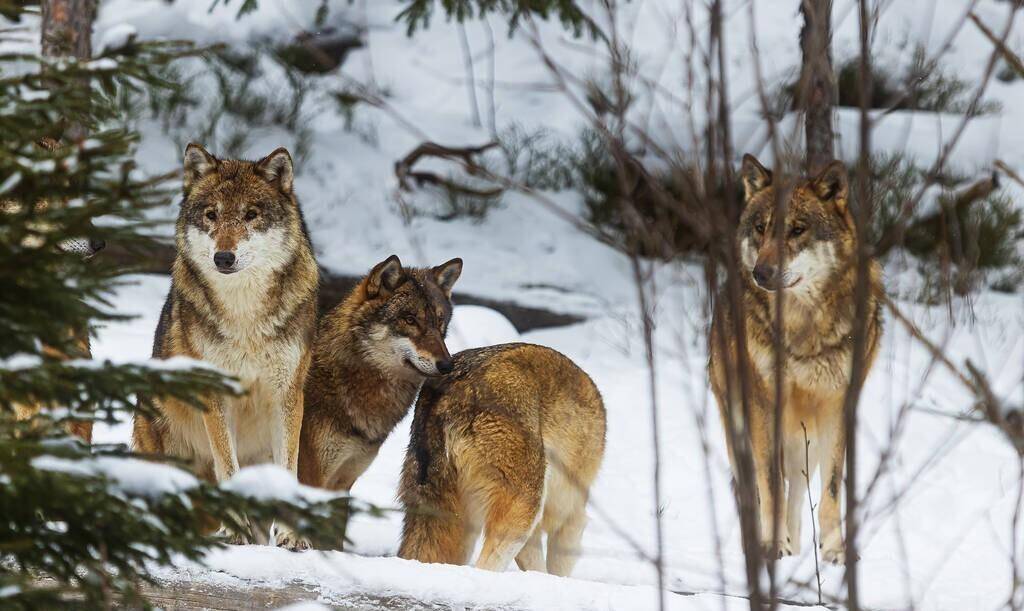 狼抗 来自搜狐网