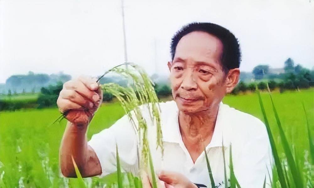 杂交小麦之父李振声:与袁老齐名,让小麦产量超越水稻