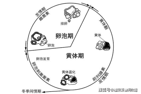 幫你瞭解母馬的解剖學,生理學及繁殖_黃體期_子宮_卵泡