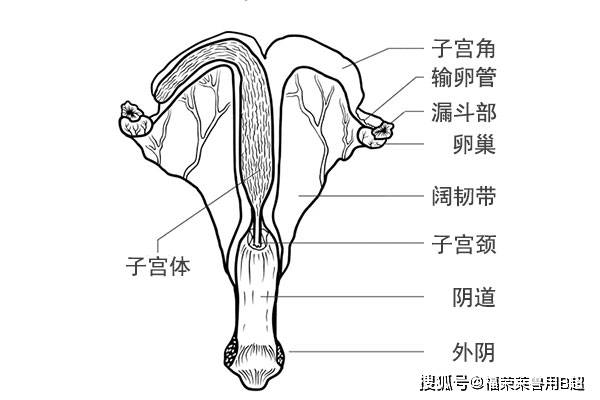 解剖 子宫 近距离图片