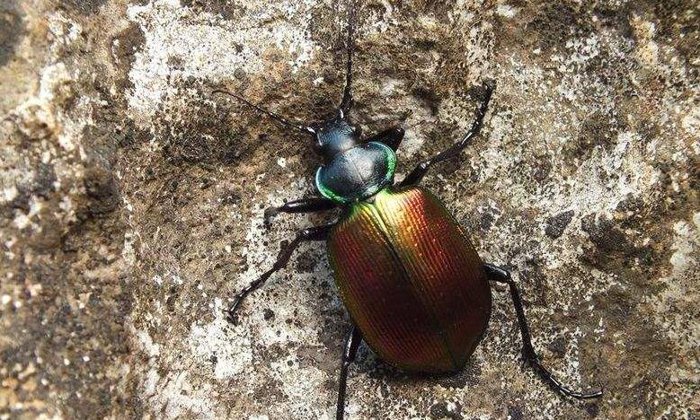 古埃及的"圣甲虫"是为何物?古埃及人又为何崇拜圣甲虫呢?