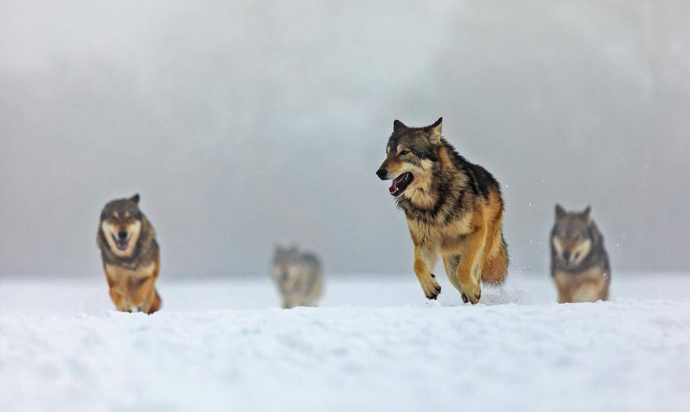 狼群图片霸气图 奔跑图片