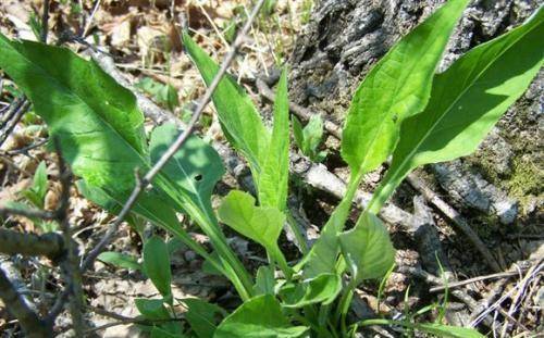 它被称为"山白菜",目前极为珍贵,却被人误当杂草,实在