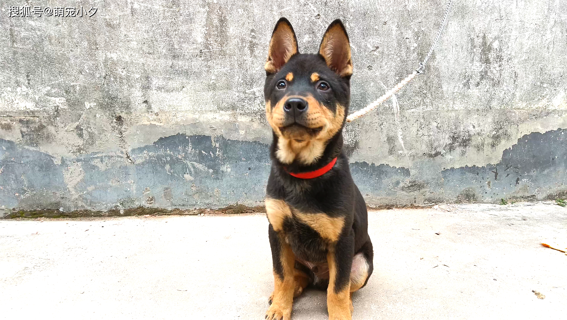 【我家狗狗牛牛的成长奇迹:140天的四眼铁包金小精灵】_生活_遐想_引