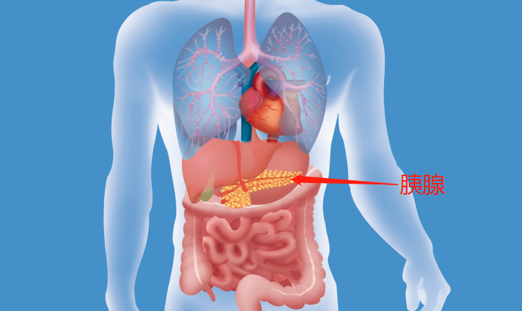 人体胰腺位置示意图图片