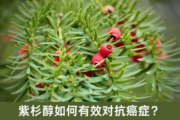 紫杉醇如何有效对抗癌症?_治疗_应用_临床