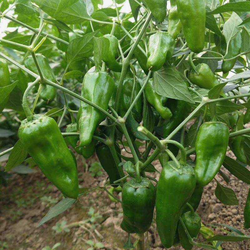 同乐余干椒薄皮香椒辣椒种子_品种_种植_上市