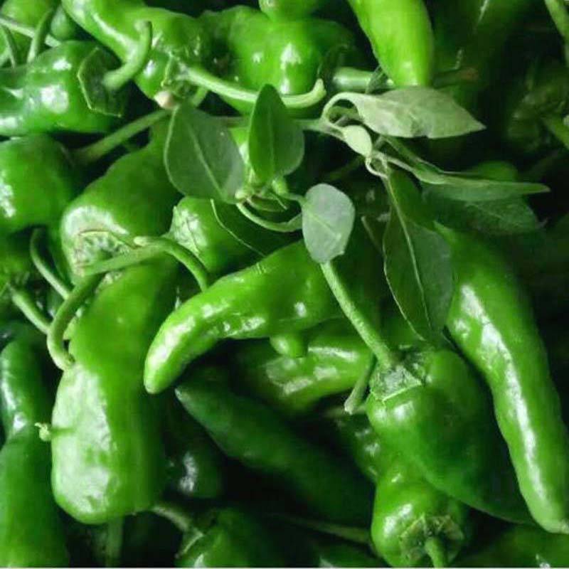 同乐余干椒薄皮香椒辣椒种子_品种_种植_上市