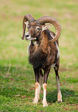 1908年大凉山杀洋案:杀死大熊猫的探险家,彝人给了他