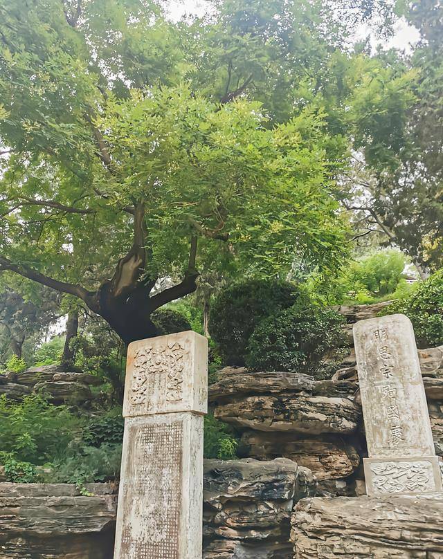 走投无路之下,崇祯皇帝只好登上万岁山,然后在寿皇亭旁边的一棵树下