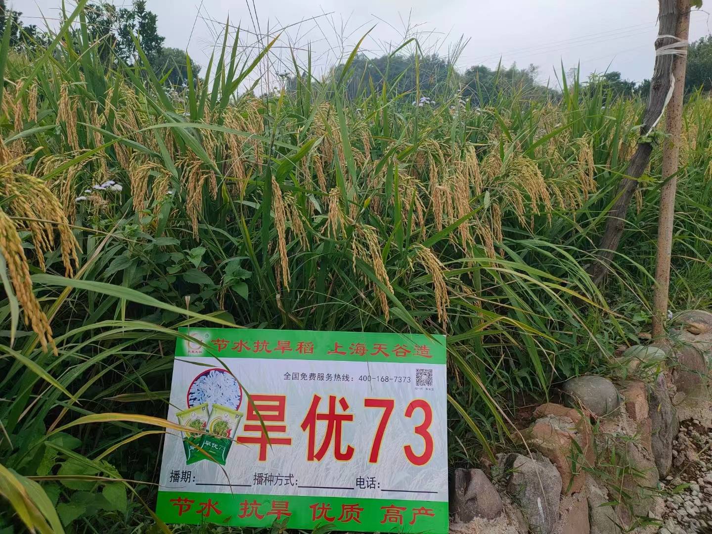 旱优73株高矮,根系发达,苗期早生快发,茎秆粗壮,弹性好,抗性好,节水省