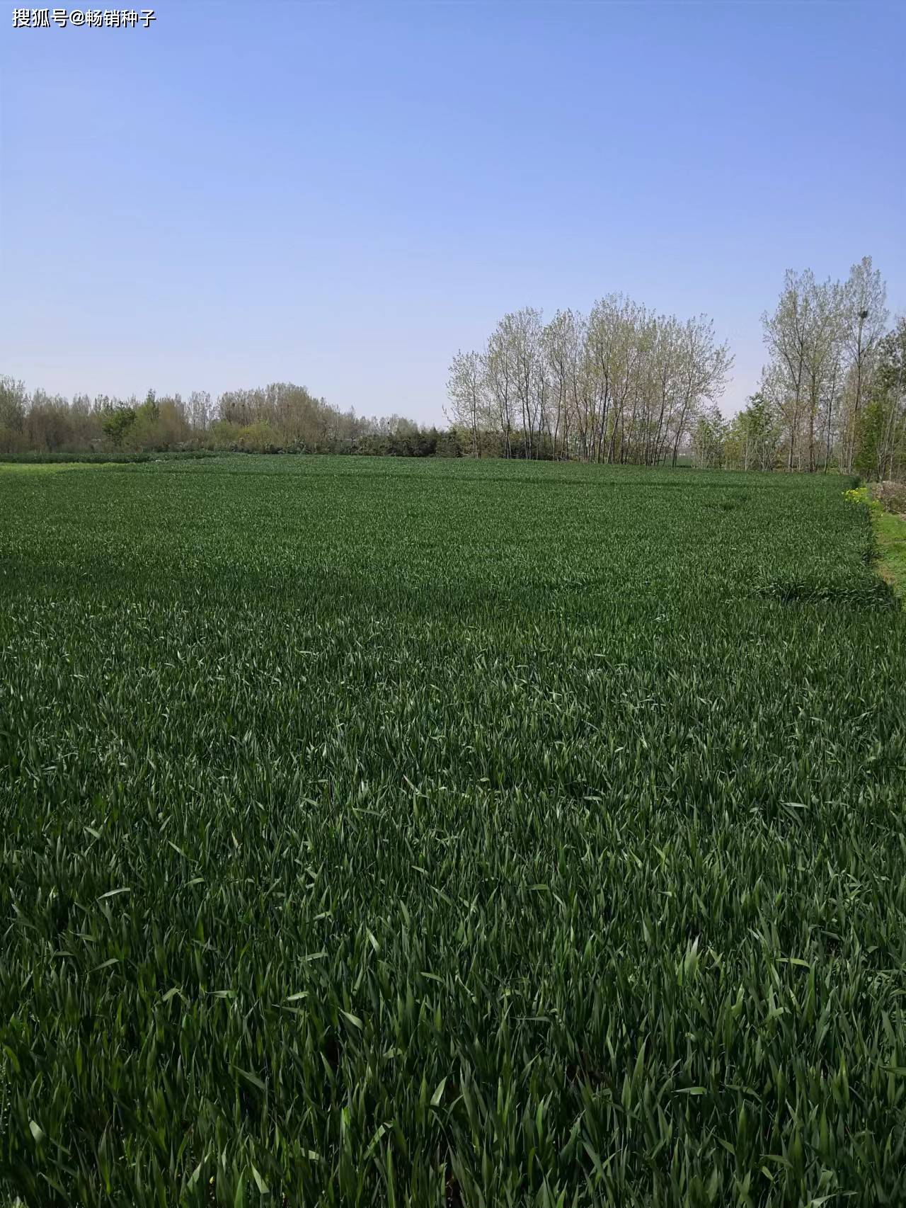 衡观35小麦品种简介图片