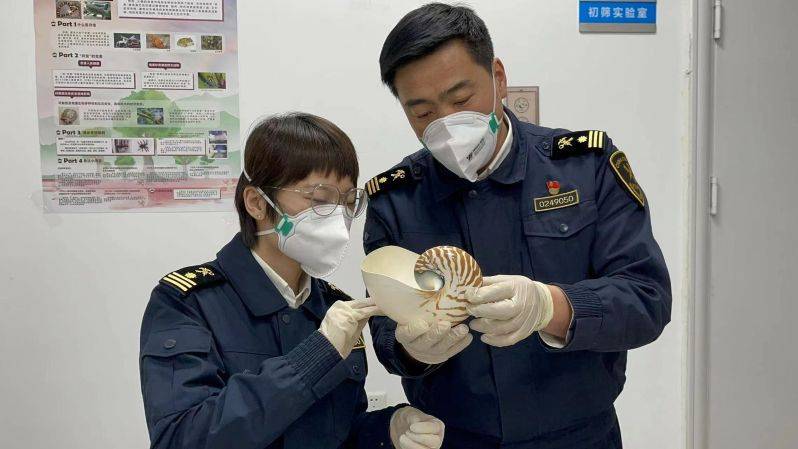 海关律师,走私辩护律师邵丹:查获濒危物种珍珠鹦鹉螺_进出口_邮件