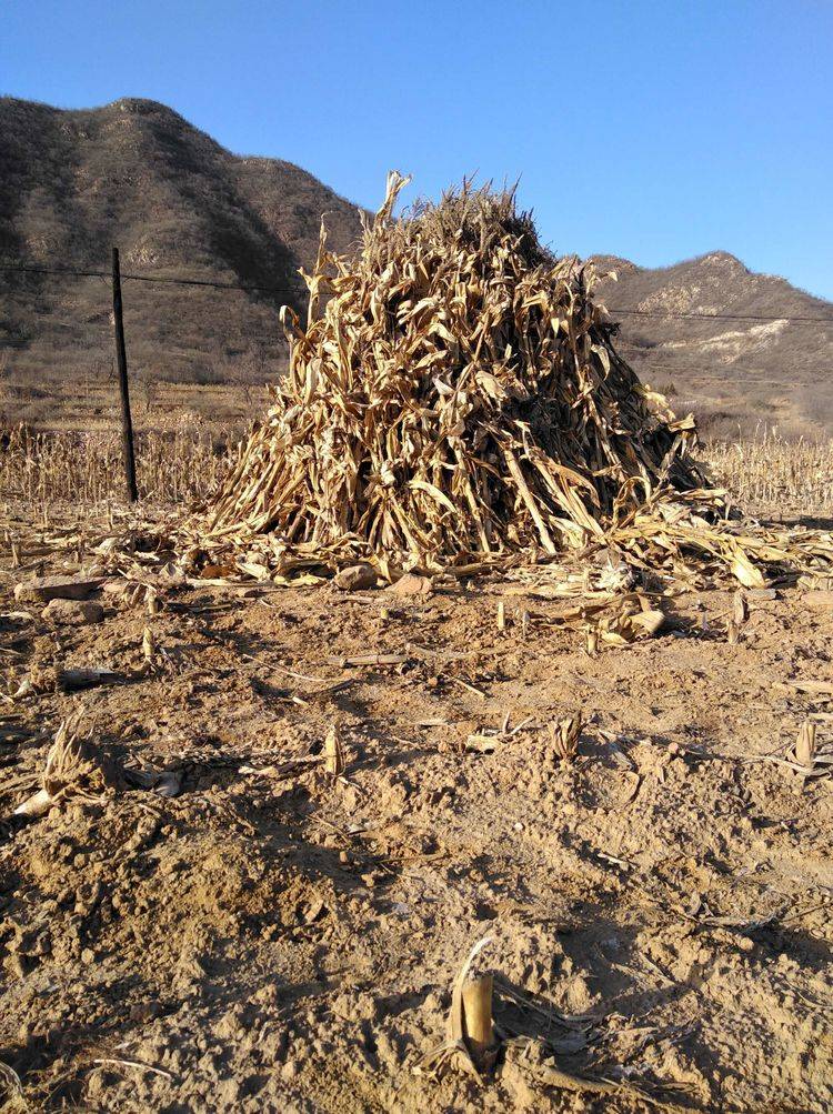 春耕时节,秸秆处理安全先行:贵州山火悲剧下的深思_农业_农作物_相关