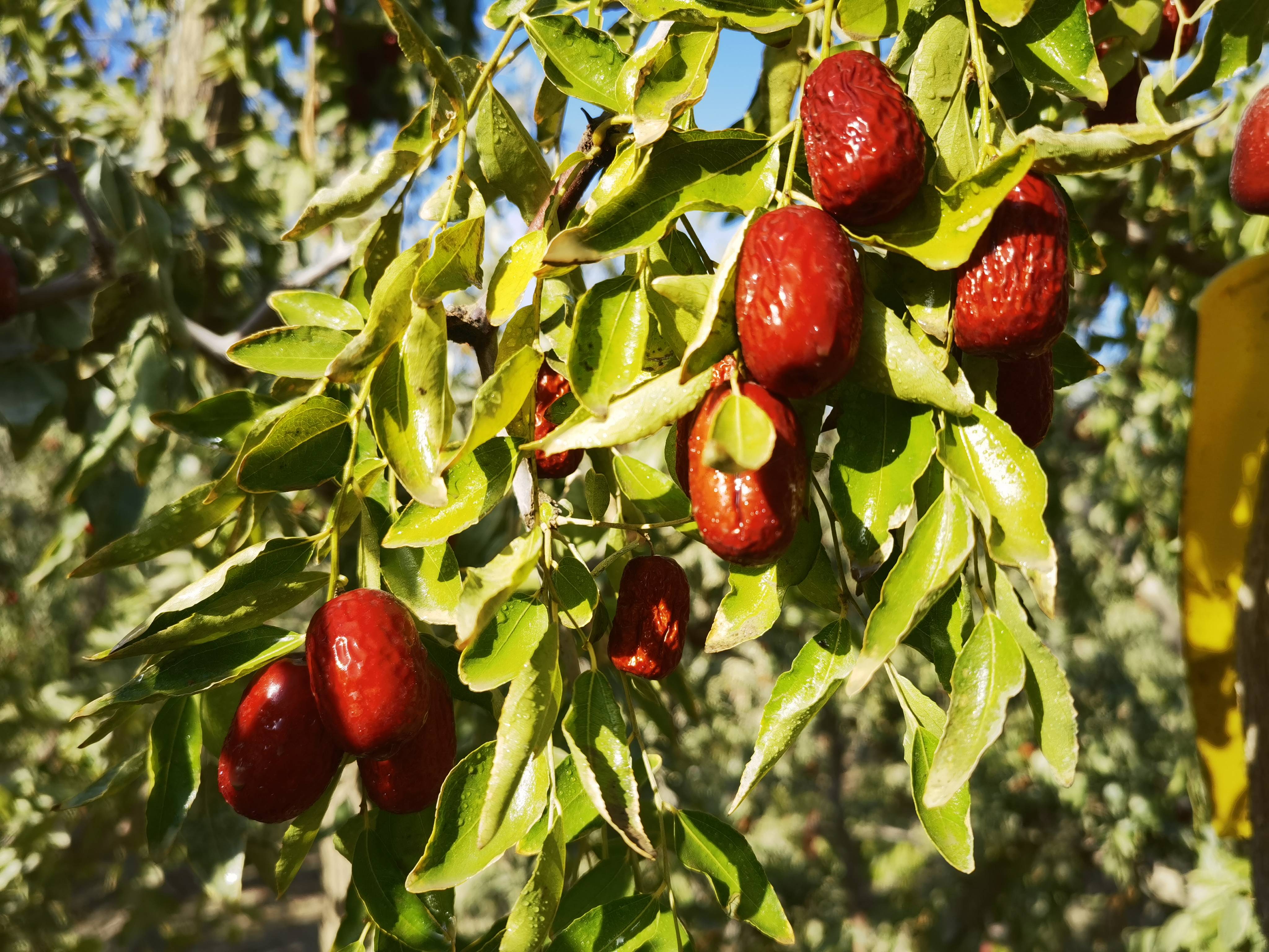 若羌:做强红枣产业 为经济高质量发展赋能"加码"_种植_枣树_产品