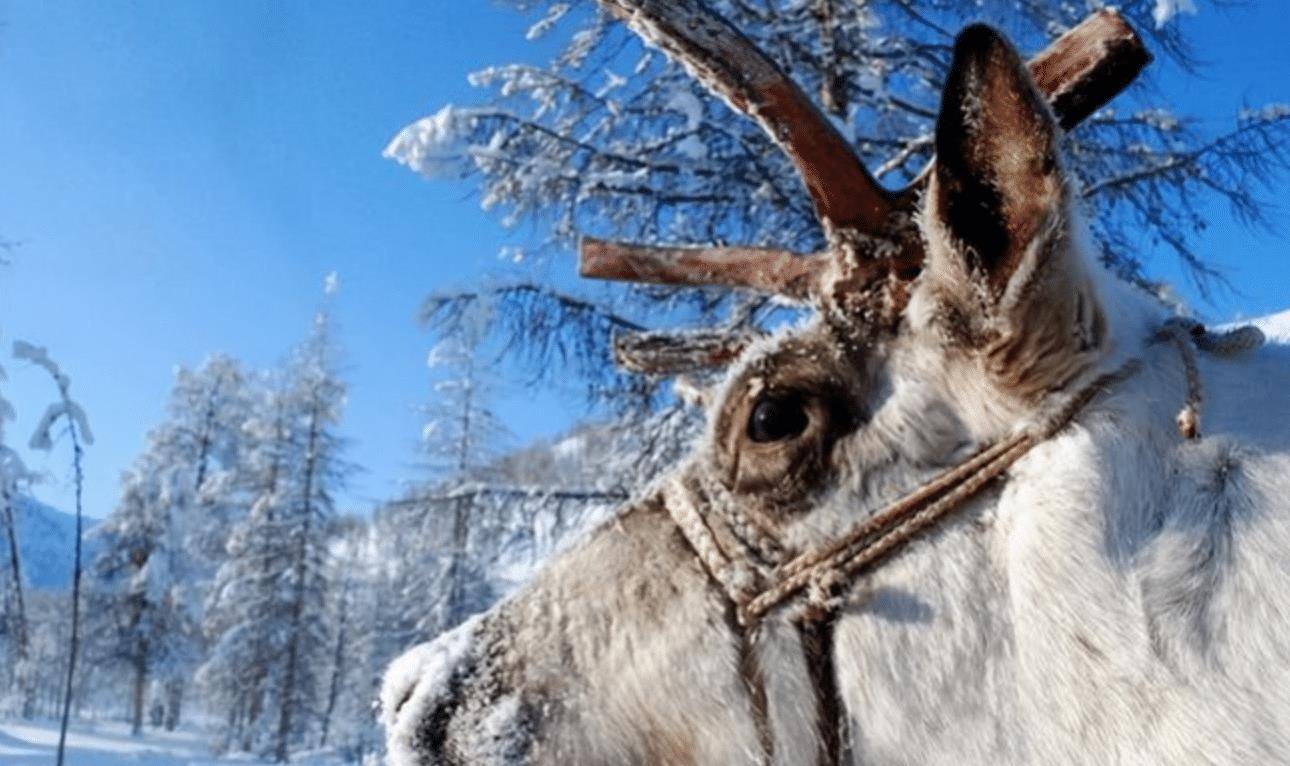 零下71.2℃的村庄:村民只吃鱼和牛奶没有蔬菜,却有很多百岁老人_驯鹿_