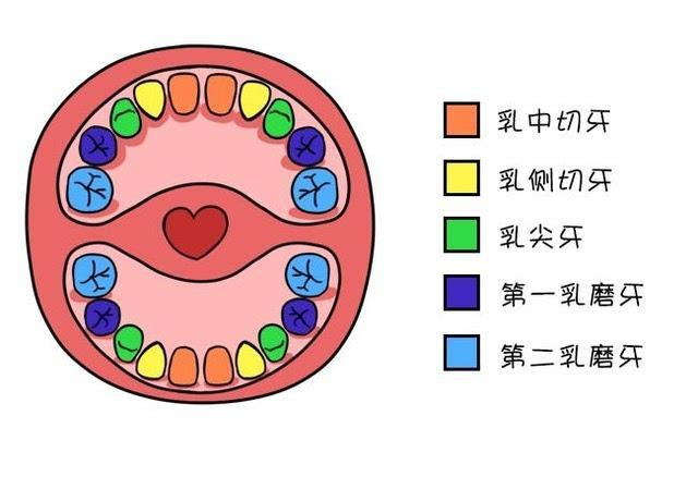 乳牙迟早要换,坏了还用管吗?首先,我们要明白乳牙的重要性.