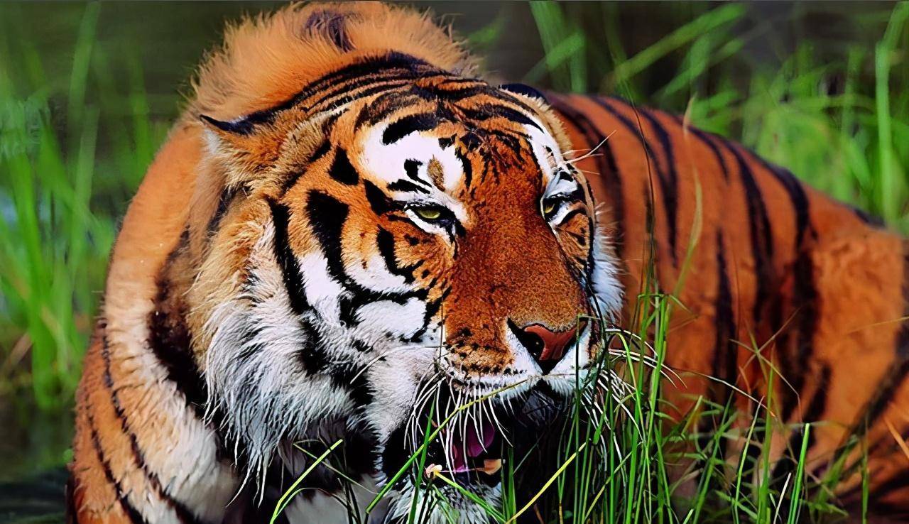 倘若老虎灭绝,对人类的影响到底有多大?