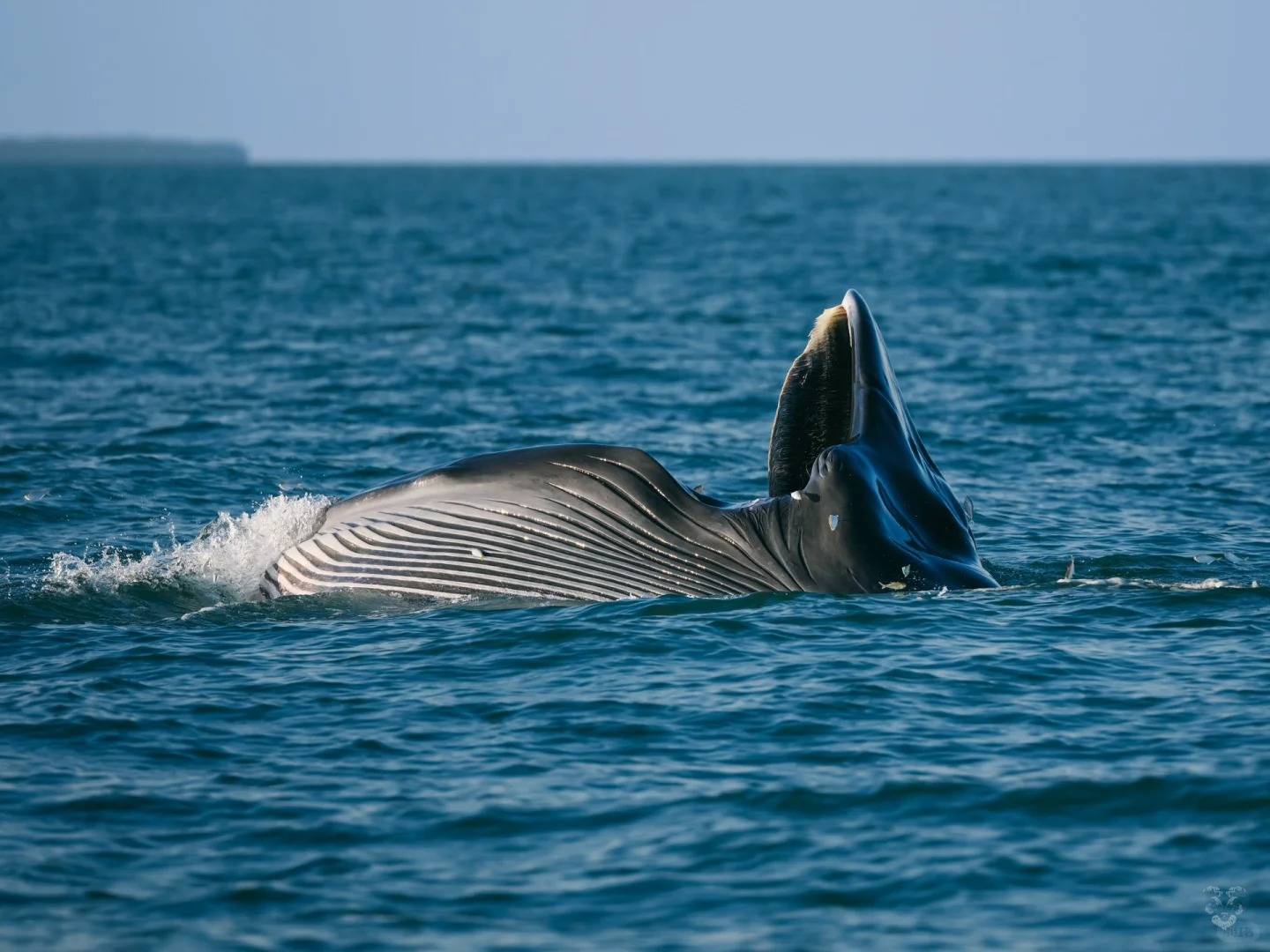 涠洲岛旅游攻略 三天两晚花销 国内唯一可观鲸的地方需要多少钱