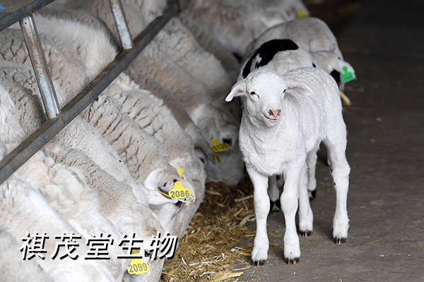 羊催肥育肥的饲料配方,架子羊催肥吃什么长得肥又快?_驱虫_进行_原因