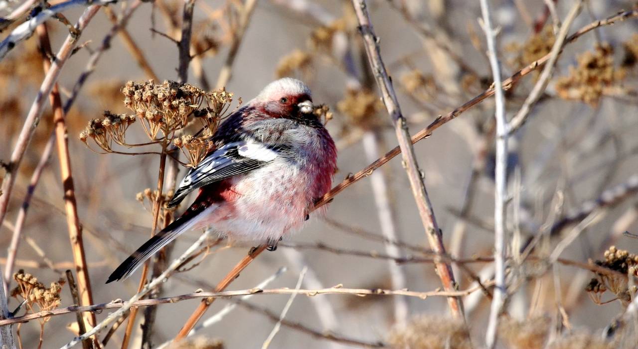 长尾雀※_sit-it_白色_山雀