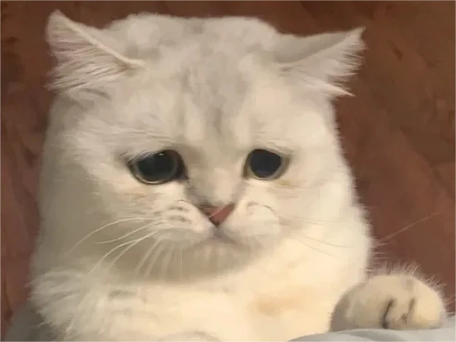 猫砂_环境_主人