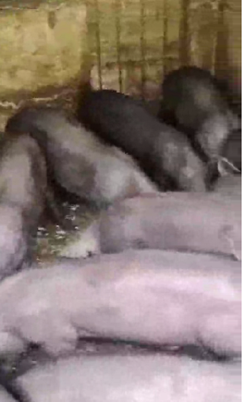 越来越多规模养殖场纯生态养殖模式—使用益生菌发酵