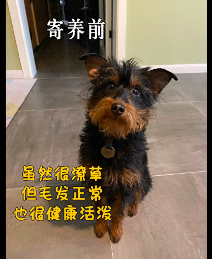 原创过年时将狗狗寄养宠物店竟用绑带绑住它嘴巴5天就瘦成个猴子
